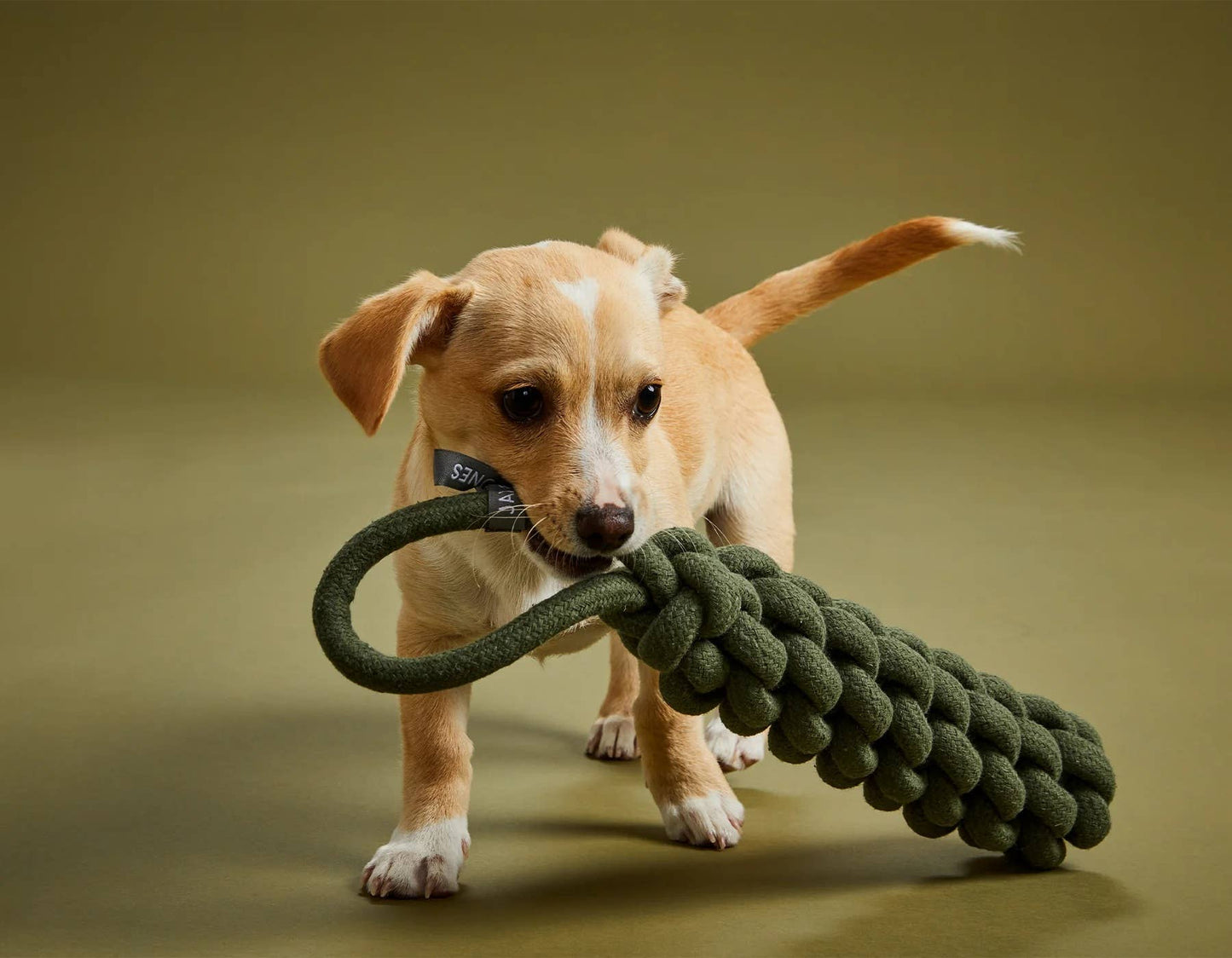 Jax & Bones Top Tugger Rope Knot Dog Toy Olive 11"