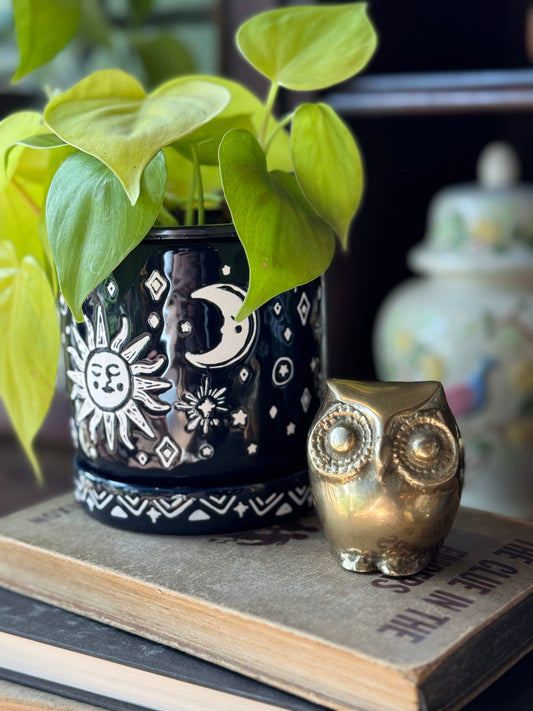 Rotund bebe owl